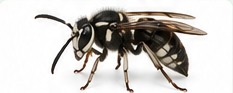 Realistic bald-faced hornet identification image