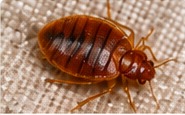 Realistic close-up illustration of an adult bed bug