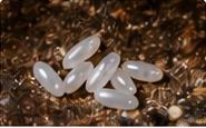 Realistic close-up illustration of bed bug eggs