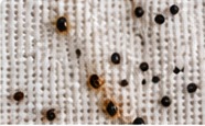 Realistic example of dark bed bug spotting on fabric