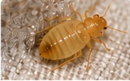 Realistic close-up illustration of a young bed bug nymph