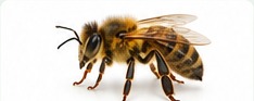 Realistic bee identification image