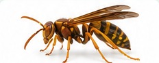 Realistic paper wasp identification image