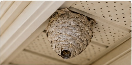 Wasp nest beneath a house soffit