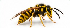 Realistic yellow jacket identification image
